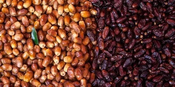 تصویر 2 از قیمت خرما برحی سطلی با کیفیت ارزان + خرید عمده
